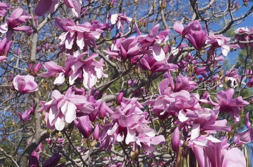 Магнолія Суланжа Гелаксі. (Magnolia soulangeana Galaxy) C7,5 CS2899 фото